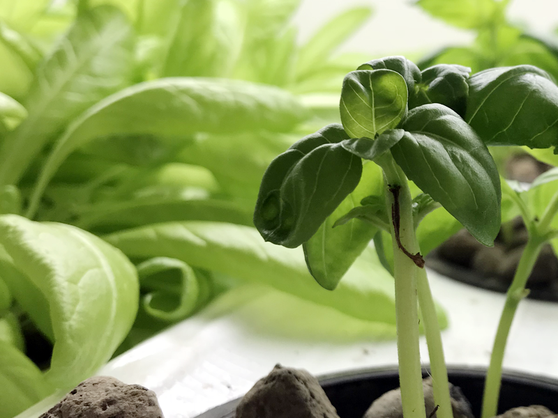 Introducing my hydroponic garden