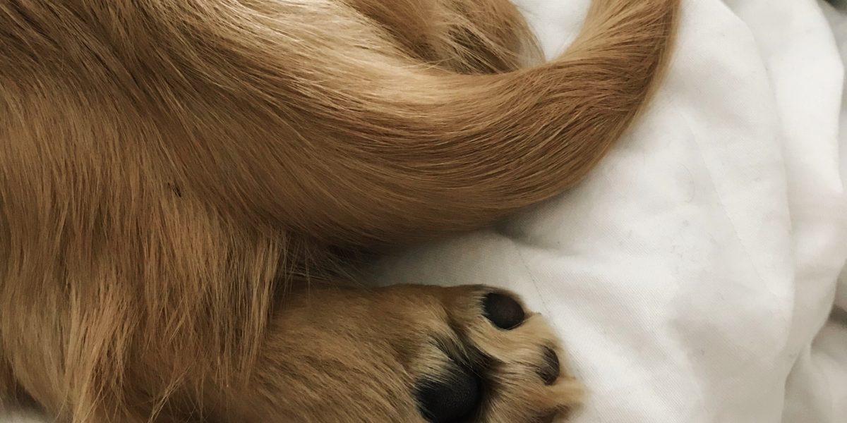 My Miniature Dachshund Puppy Tippi